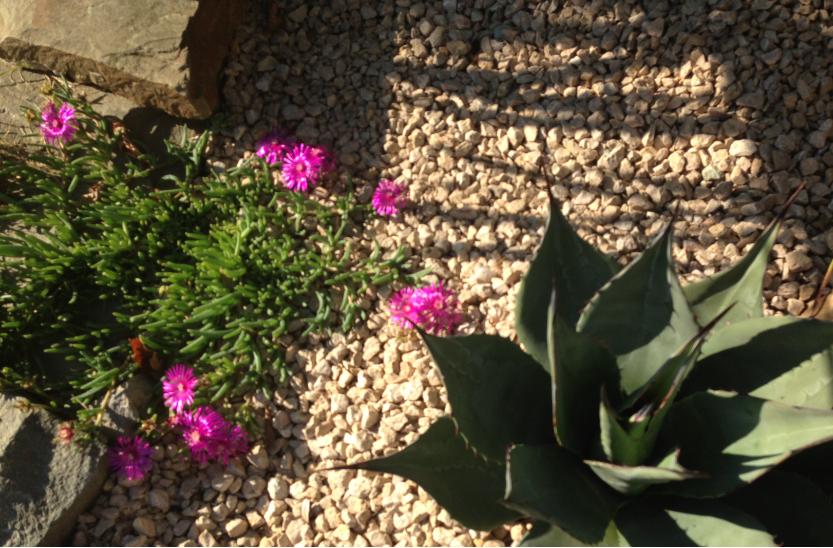 Agave Havardiana qui prend du volume dans dans la rocaille.