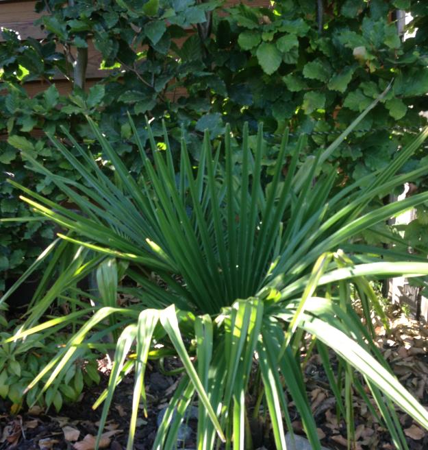Trachycarpus Nainital bien vert. Petit deviendra grand.