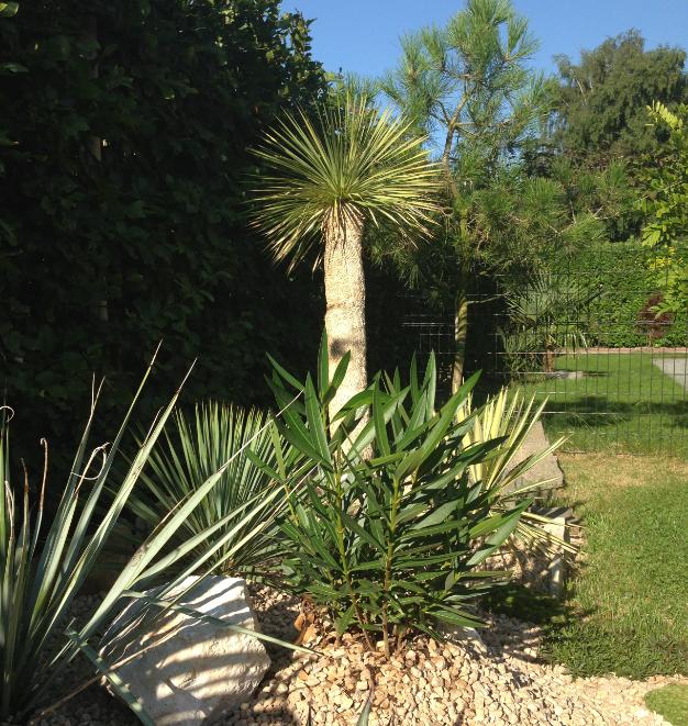 Yucca rostrata qui ne bouge pas après floraison depuis Janvier 2013.