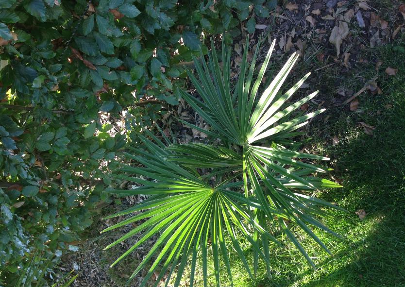 J'attends énormément de ce petit Fortunei (Europalms) planté depuis 2 ans. Cela va devenir un mastodonte. On en reparle dans qqs années.