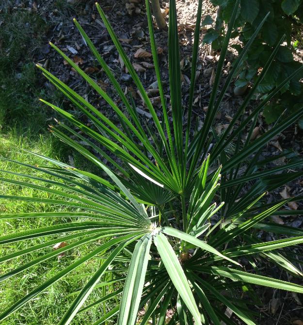 Le petit frère d'un fortunei d'Europalms mais au pétioles terriblement fines pour un fortunei. J'aime bien.