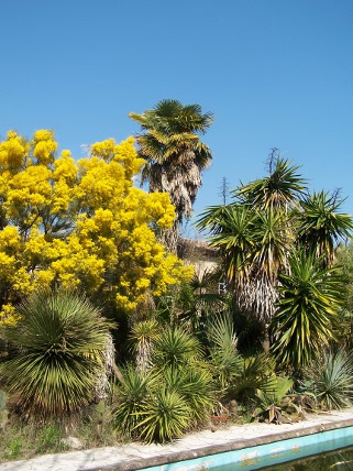 mimosa tardif ,dasylirion glaucophyllum , yucca elephantipes etc etc