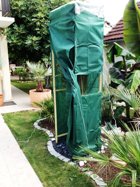 protect sabal3.JPG