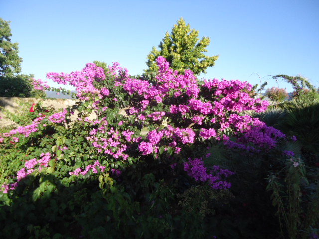 Belle Bougainvillée specto-glabra