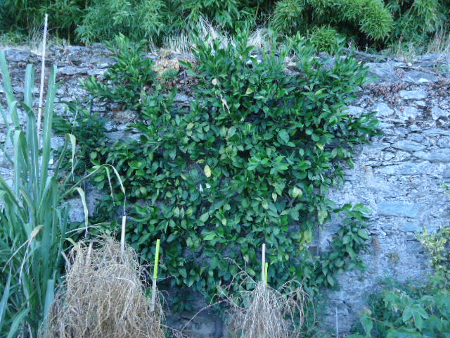 Mandarinier satsuma en espalier couvert de fruits