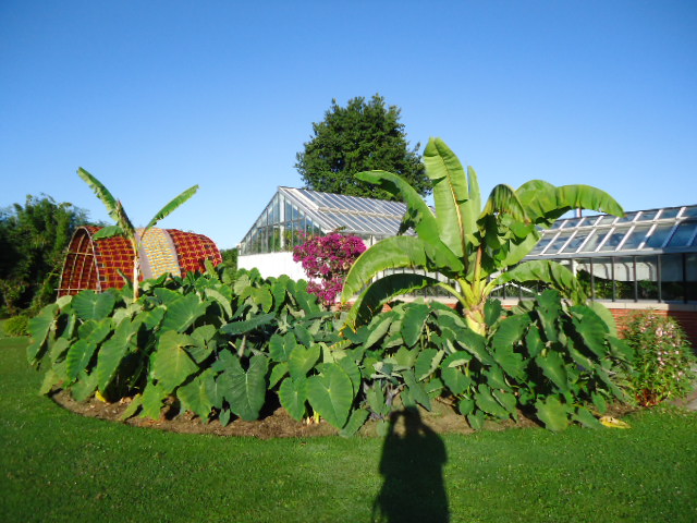 Les Colocasias moins beaux à cause du printemps pourri