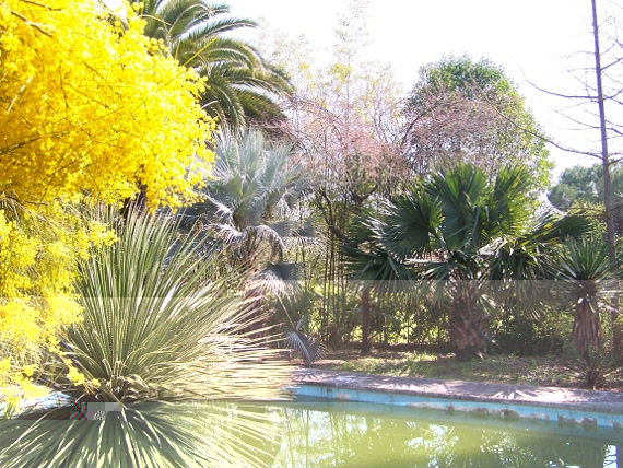 autre vue du jardin Sabal maritima Yucca carnerosana SP Dasylirion