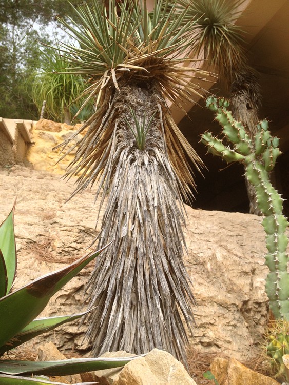 Y brevifolia jaggeriana.jpg