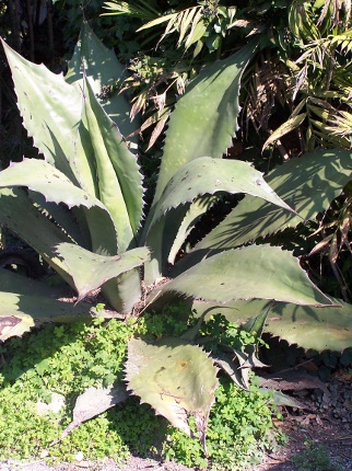 Agave salmiana var.ferox
