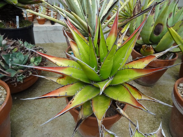 Agave sp JE Monaco bis.jpg