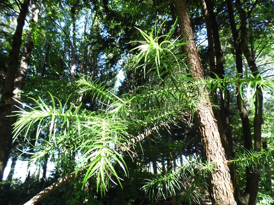 Cunninghamia lanceolata,un clone allemand qui a parfaitement tenu à -22....