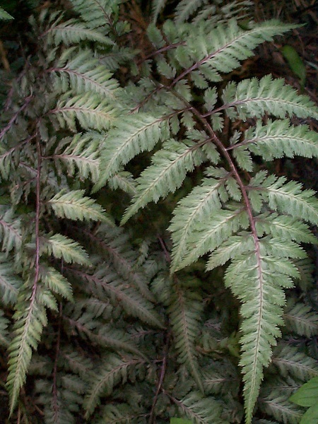 Athyrium groegorianum &quot;pictum&quot;,la fougère peinte...