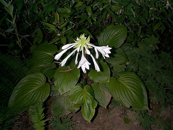 Hosta sieboldii,le plus complet:feuillage magnifique,floraison remarquable,et un parfum merveilleux qui évoque l'oranger......<br />Je ne l'ai jamais vu dans le commerce,j'en ai qqs pieds mais il n'est pas envahissant...Comme pour tous mes hostas,j'en cultive tjrs un pied en pot pour pallier à toute catastrophe &quot;mulotiforme&quot;.....