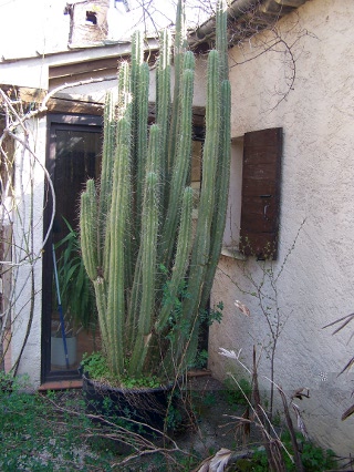 trichocereus ne sachant oÃ¹ le planter je l'ai rempoté plusieur fois jusqu,a ce qu'il soit impossible Ã   déplacer