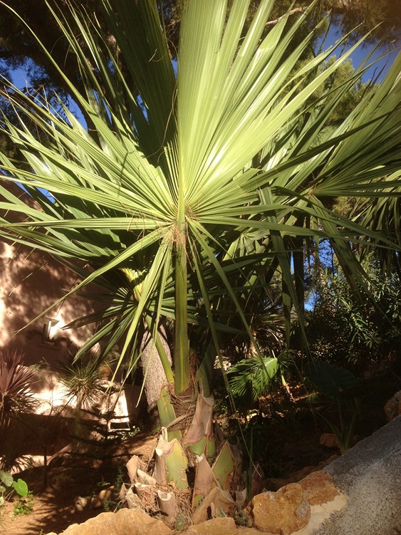 S palmetto [800x600].jpg