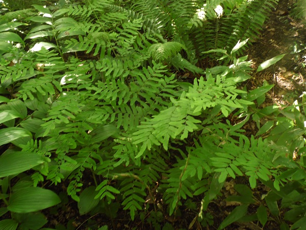 Osmunda regalis