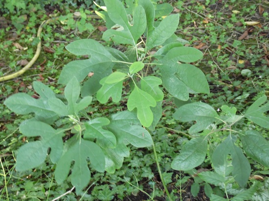 Sassafras albidum:les feuilles sont très rigolotes....J'espère qu'il prendra de belles teintes cet automne....