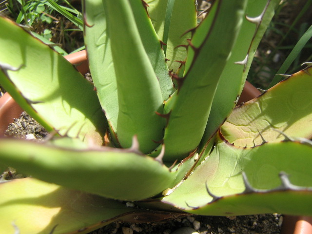 Agave glomeruliflora.jpg