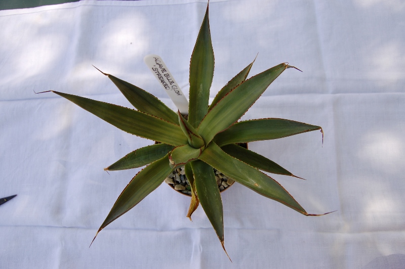 agave blue glow &quot;streaked&quot;