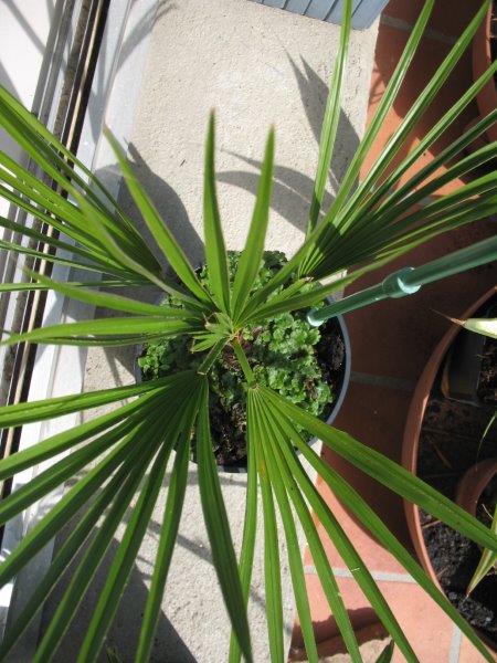Brahea dulcis forme bleue