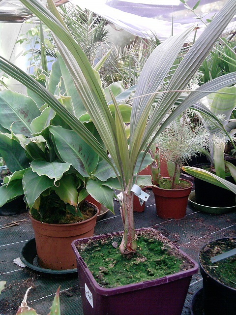 mon Parajubaea cocoides