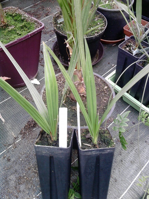 mes deux Phoenix canariensis issues de graines récolter de Hyères les Palmiers :)