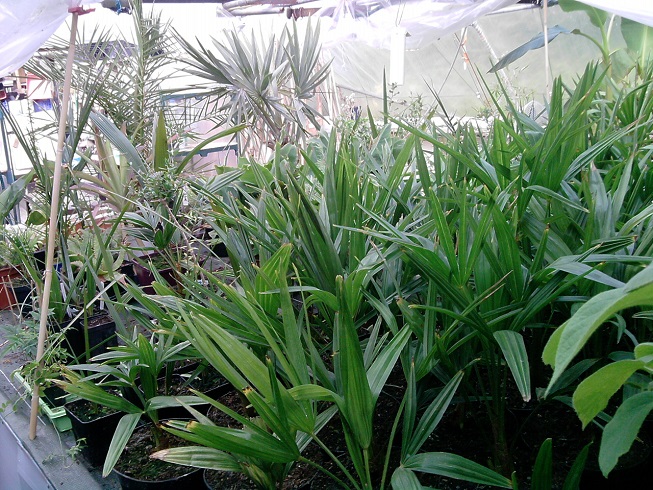 voici encore et toujours cette jungle de palmiers et autres exotiques^^