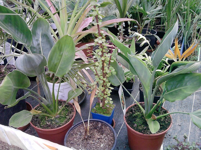 mes deux Strelitzia reginae la fleur est fausse! :)