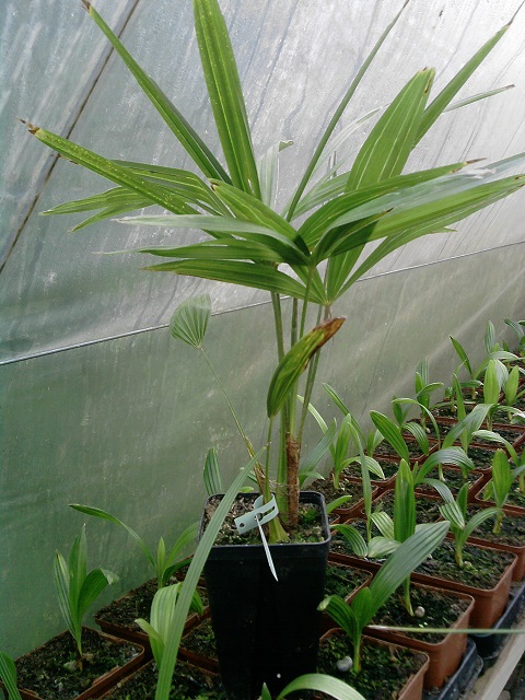 Trachycarpus nainital