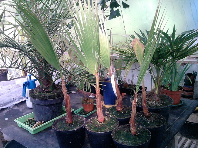 les washigntonia robusta qui étaient tous les cinq dans un pots sur les photos du debut du post^^ :)
