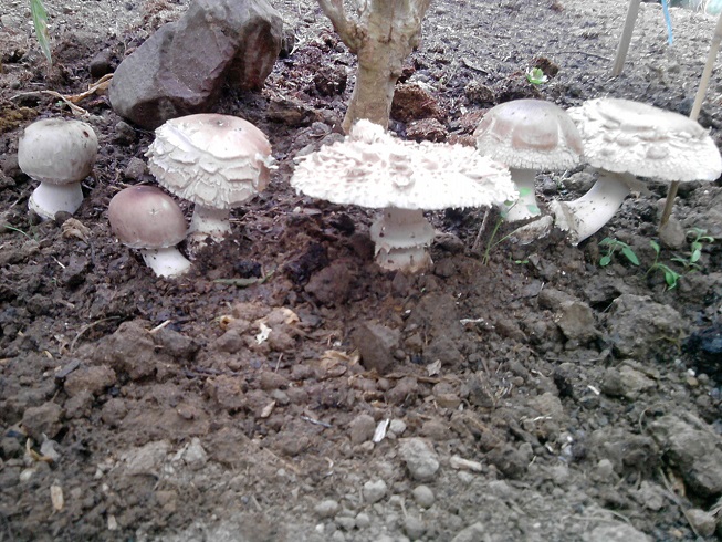 des champignons qui poussent dans la serre :) l'automne approche!