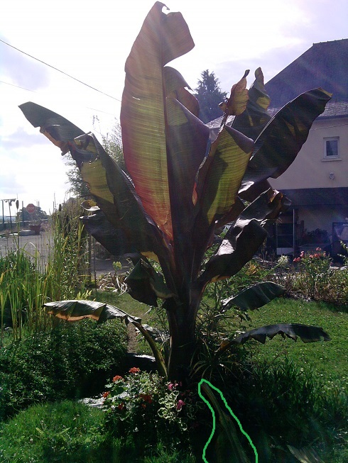 la feuille qui est entouré en vert c'était la plus grande feuille lors de la plantation :)