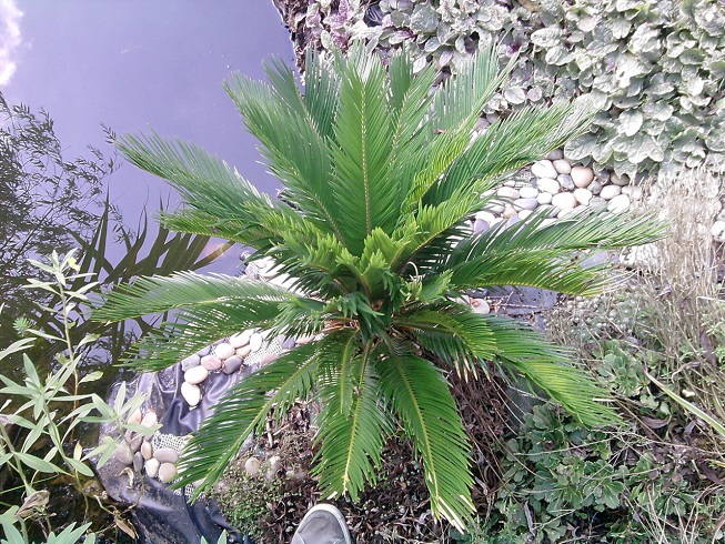 le Cycas revoluta avec son second fluch :)
