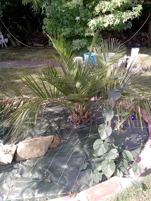 le Jubaea chilensis depuis qu'il est planter, a fait une feuille et une autre qui s’apprête a s'ouvrir :)