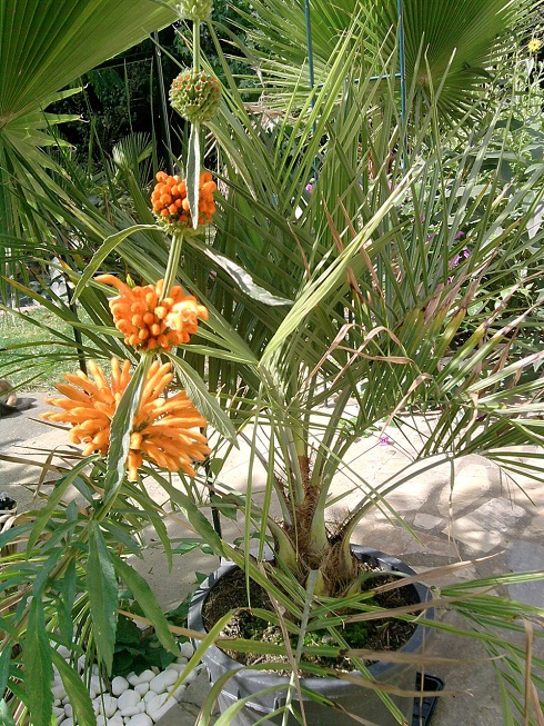 le leonotis nepetifolia en fleur :) avec mon Butia capitata rempoter cette année.