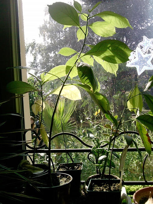 et pour finir dans la salle a manger mes fameux Baobab dont un qui a bien profiter du soleil :)