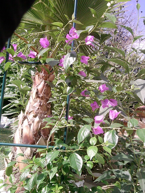 le Bougainvillea glabra aussi en fleur