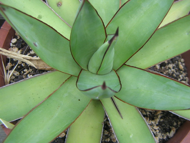 Agave romanii.jpg