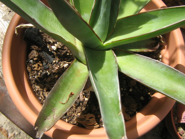 Agave burnt.jpg