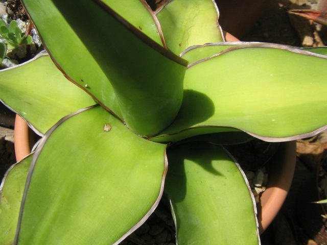Agave chazaroi.jpg