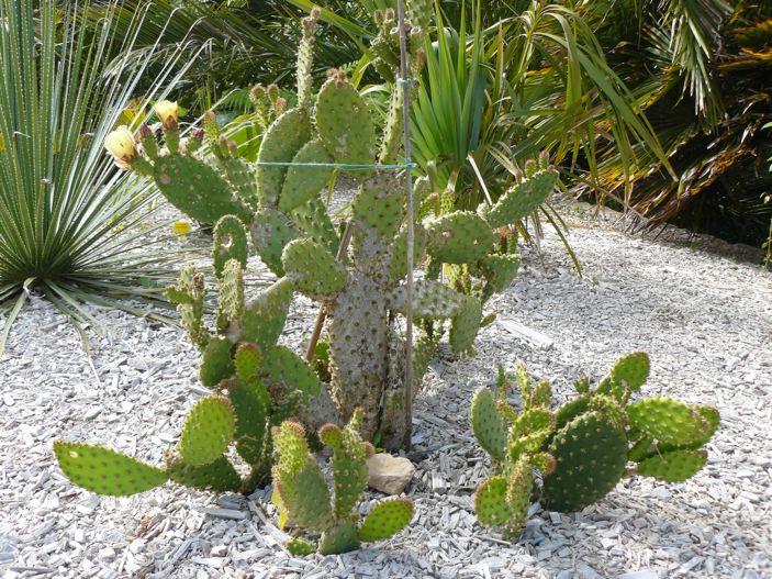 Opuntia vulgaris703x527.jpg