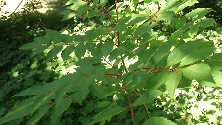 DSCF1233.JPG
