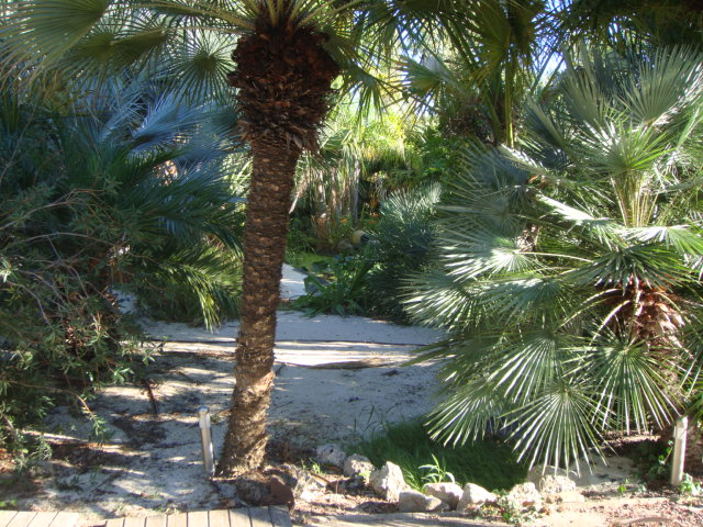 caryota 2013 2.JPG