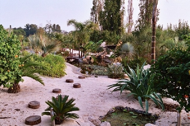 caryota 2004 2.JPG