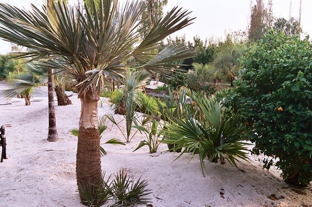 caryota 2004.JPG
