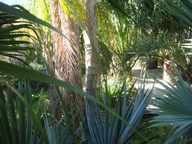 caryota 2013 3.JPG