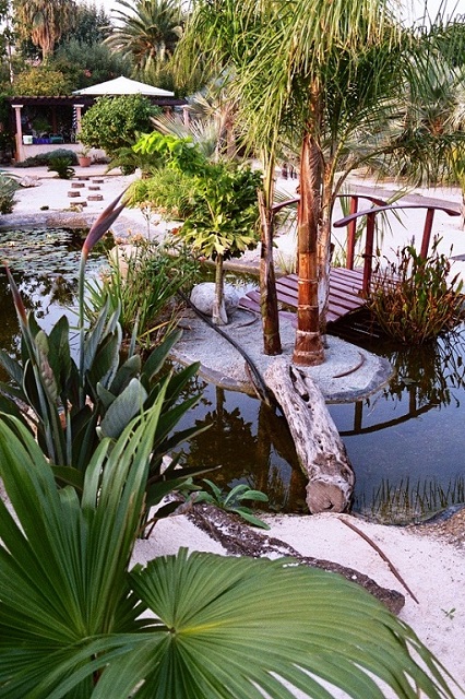 caryota 2004 3.JPG
