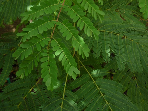 Caesalpinia-albizzia