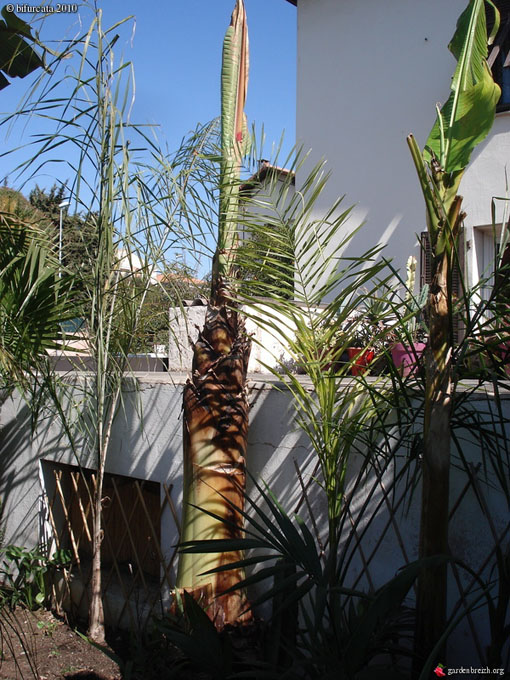 Ensete Ventricosum.jpg
