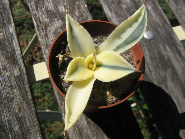CREAM SPIKE VAR.jpg